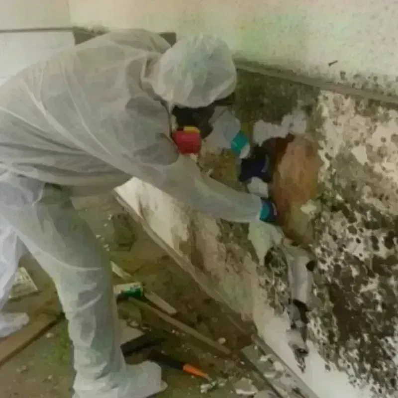 Mold Remediation and Removal in Park Hill, OK